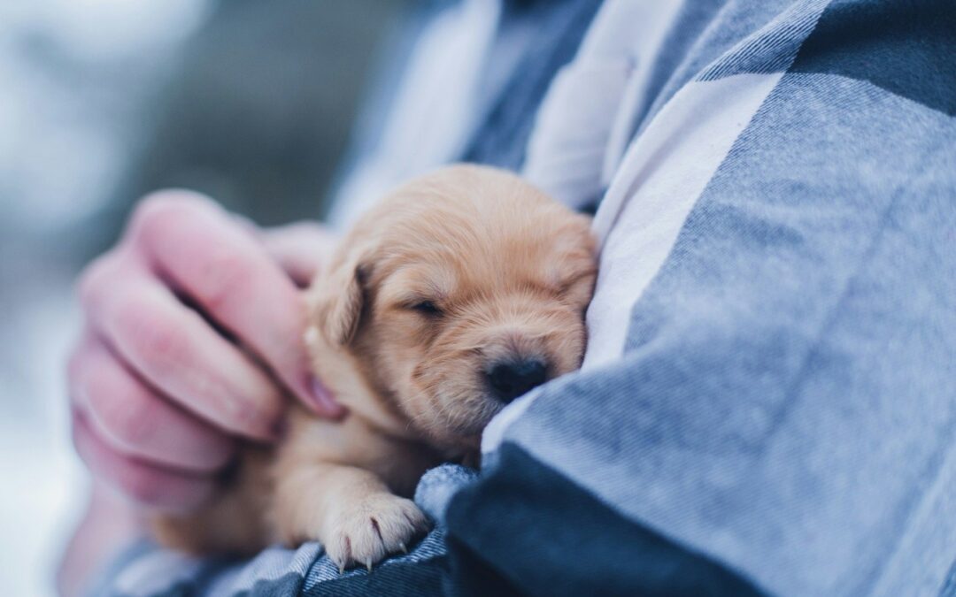 Acupuntura Veterinária: Benefícios e Aplicações em Pequenos Animais