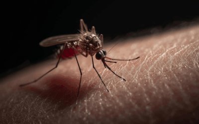 Dengue e Doenças do Verão: Como se Proteger e Prevenir Riscos à Saúde